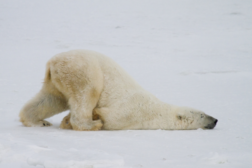 You'll sometimes feel like this, but I bet you even this bear caught a couple fish today.